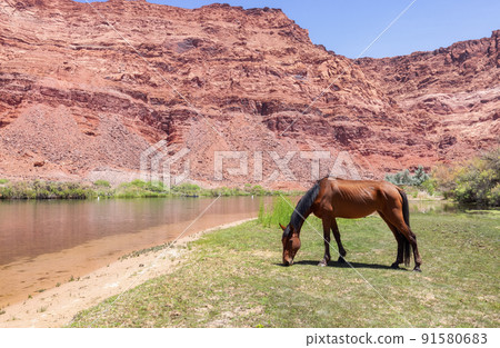 Wild Horse by Colorado River in Glen Canyon, Arizona, United States of America Wild Horse by Colorado River in Glen Canyon, Arizona, United States of America 91580683