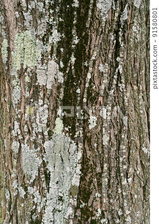 Mossy gray linden bark. Close-up 91580801