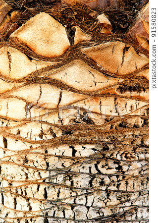 Brown old palm tree trunk texture. Close-up 91580823
