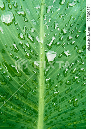 Water drops on a green leaf. Close-up Water drops on a green leaf. Close-up 91580874