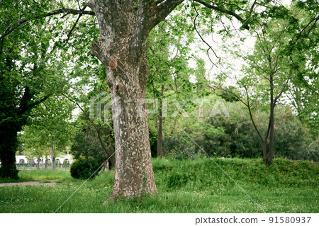 Large branchy plane tree on a green lawn in the park Large branchy plane tree on a green lawn in the park 91580937