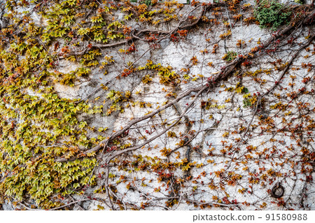 Branches of maiden grapes twine along the stone wall. Green and. red leaves bloom in spring. Spring background with place for text. 91580988