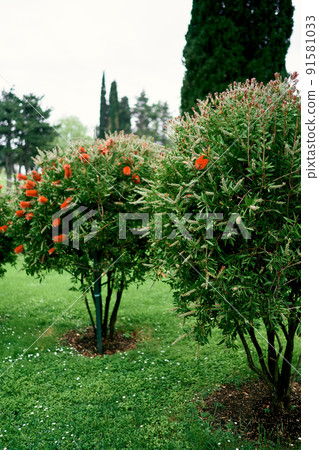 Bushes blooming with red flowers in a green park Bushes blooming with red flowers in a green park 91581033