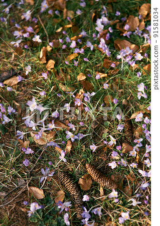 Fir cones lie on the green grass among the purple-blooming wildflowers and fallen dry leaves. Close-up Fir cones lie on the green grass among the purple-blooming wildflowers and fallen dry leaves. Close-up 91581034