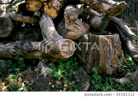 Felled stumps lie on the lawn. Close-up 91581112