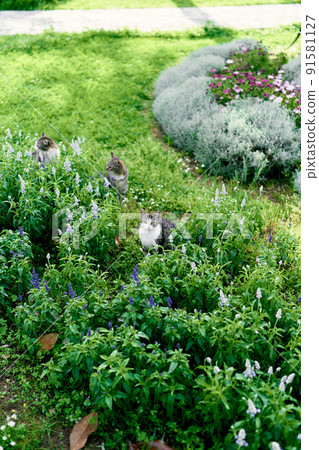 Three cats sits on a green lawn among wildflowers Three cats sits on a green lawn among wildflowers 91581127