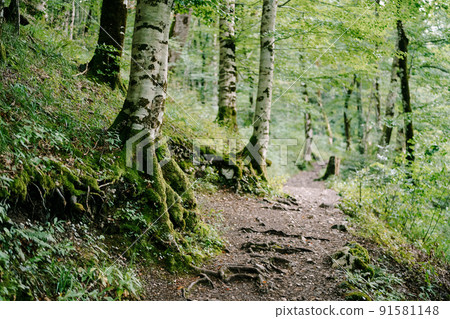 Trees along the path in the Biogradska Gora park. Montenegro 91581148