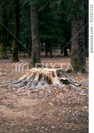 Stump from a large felled tree covered with moss in the forest among trees and fallen leaves Stump from a large felled tree covered with moss in the forest among trees and fallen leaves 91581152