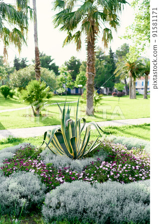 Agave bush in the middle of a flower bed surrounded by palm trees Agave bush in the middle of a flower bed surrounded by palm trees 91581171