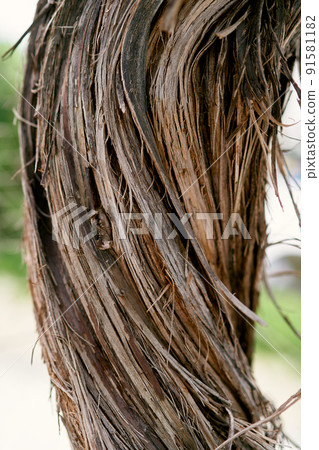 Brown cracked grape bark. Close-up Brown cracked grape bark. Close-up 91581182