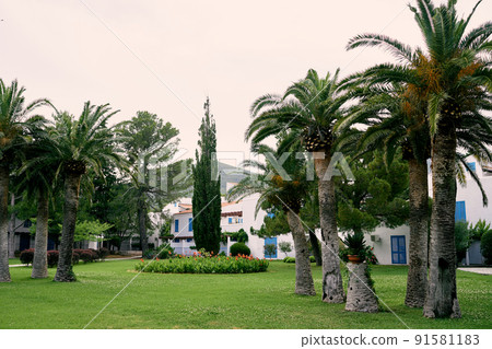 Garden with date palms and green lawn in the courtyard of the house Garden with date palms and green lawn in the courtyard of the house 91581183