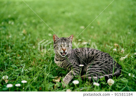 Gray tabby cat lies on a flower meadow Gray tabby cat lies on a flower meadow 91581184