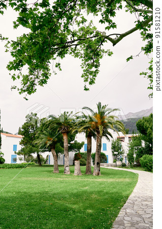 Date palms grow on a green lawn in front of houses Date palms grow on a green lawn in front of houses 91581210