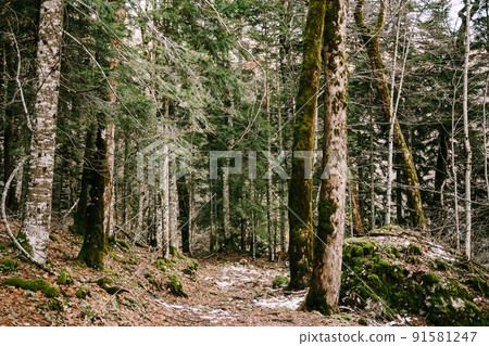 Hiking trail in the Biogradska Gora park. Montenegro 91581247