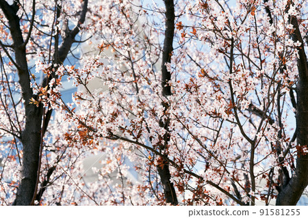 Beautiful multi-storey building is barely visible through the branches of a pink-blooming tree 91581255