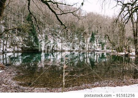 Forest by the lake with clear water. Biogradska Gora, Montenegro Forest by the lake with clear water. Biogradska Gora, Montenegro 91581256