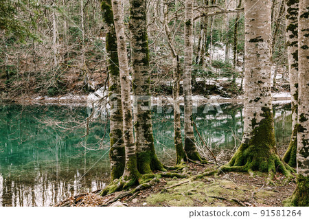 Birches around the lake in the Biogradska Gora park. Montenegro 91581264