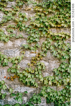 A high stone wall with a curly girlish grape. Vertical gardening. A high stone wall with a curly girlish grape. Vertical gardening. 91581406