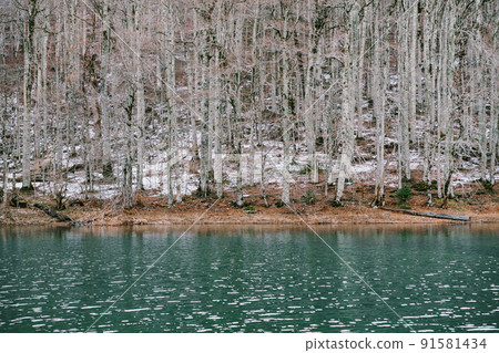 Lake in the Biogradska Gora National Park. Montenegro 91581434