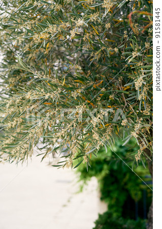 Yellow blooming olive tree. Close-up Yellow blooming olive tree. Close-up 91581445