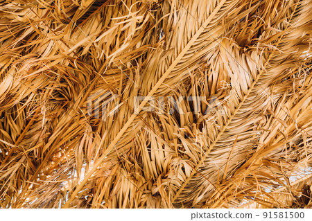 Dried brown palm leaves. Close-up Dried brown palm leaves. Close-up 91581500