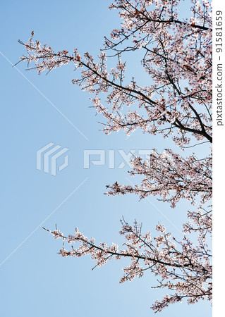 Blooming pink branches against the blue sky. Close-up Blooming pink branches against the blue sky. Close-up 91581659