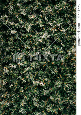 Fir branches texture pattern. Green background of pine branches. Christmas neutral background. Christmas tree branches with needles. 91581669