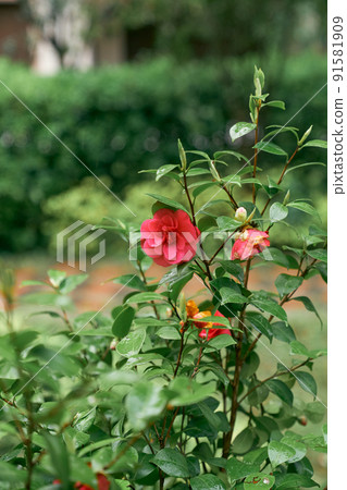 Red camellia flowers with raindrops on the green leaves Red camellia flowers with raindrops on the green leaves 91581909