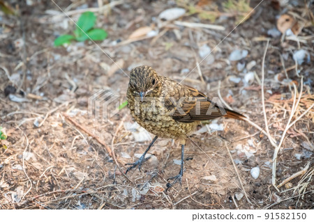 The common redstart, Phoenicurus phoenicurus, young bird, is sitting on a ground against a blurred background. 91582150