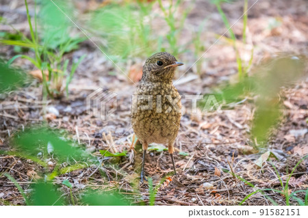 The common redstart, Phoenicurus phoenicurus, young bird, is sitting on a ground against a blurred background. The common redstart, Phoenicurus phoenicurus, young bird, is sitting on a ground against a blurred background. 91582151