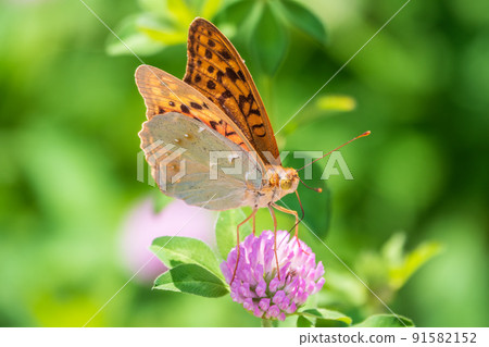 The dark green fritillary butterfly collects nectar on flower. Speyeria aglaja is a species of butterfly in the family Nymphalidae. 91582152