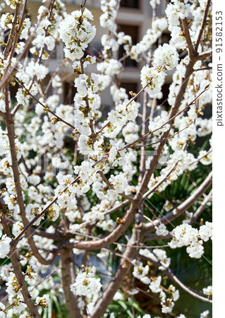 Building through the flowering white trees. Close-up 91582153