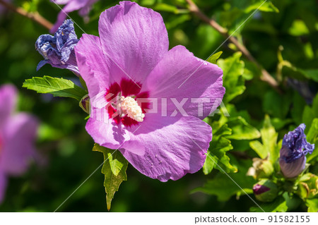 Pink flowers of Hibiscus moscheutos plant close-up. Hibiscus moscheutos, swamp hibiscus, 91582155