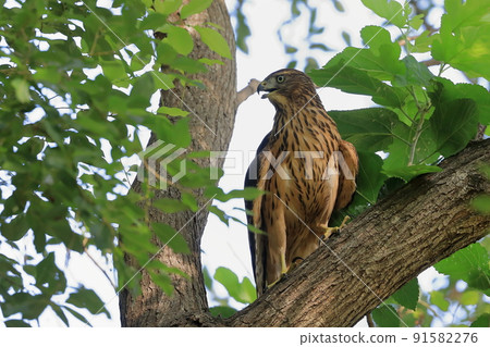 Yorotaka's young bird Yorotaka's young bird 91582276