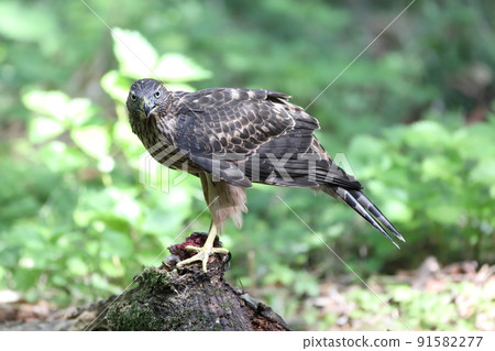 Yorotaka's young bird 91582277