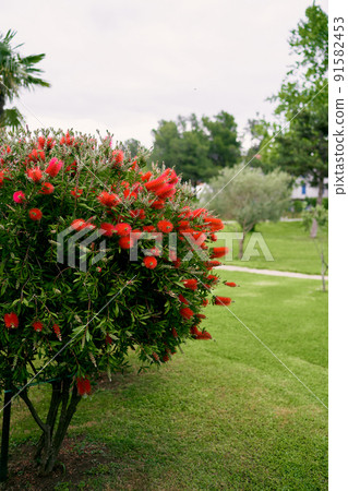Beautiful manicured green callistemon bush with red flowers Beautiful manicured green callistemon bush with red flowers 91582453