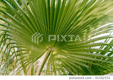 Green saber-shaped sabal palm leaf with threads 91582552