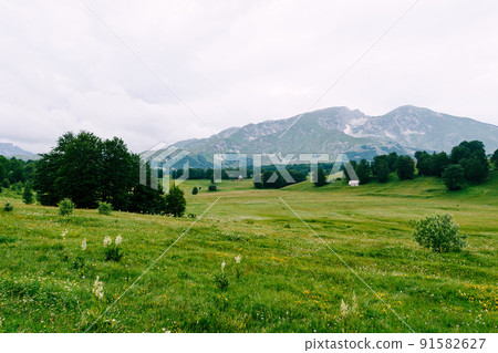 Green meadows with mountains in the background in Durmitor National Park Green meadows with mountains in the background in Durmitor National Park 91582627