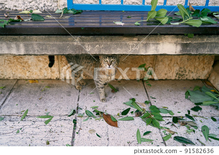 Gray tabby cat sits under a bench near the building Gray tabby cat sits under a bench near the building 91582636