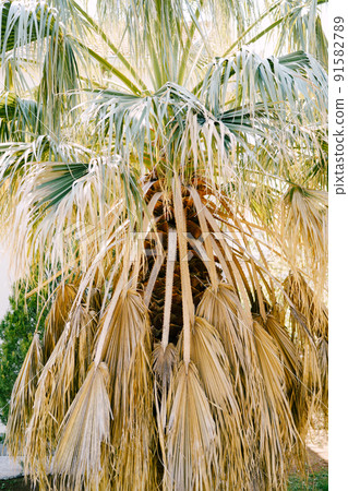 Large palm tree with yellow leaves 91582789