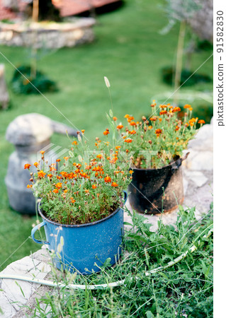 Marigold bushes grow in old metal pans on the lawn Marigold bushes grow in old metal pans on the lawn 91582830