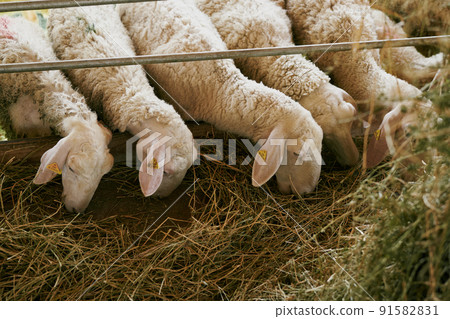Sheep eat hay from a feeder behind a hedge Sheep eat hay from a feeder behind a hedge 91582831