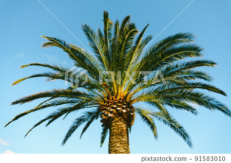 Green crown of a palm tree against the background of a bright blue sky. Bottom view Green crown of a palm tree against the background of a bright blue sky. Bottom view 91583010