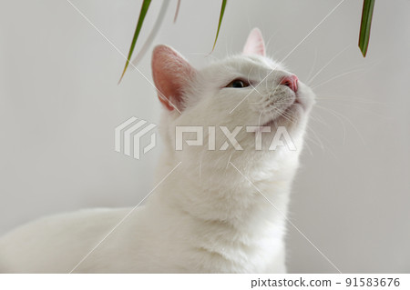 Beautiful white cat indoors. Professional animal photography 91583676