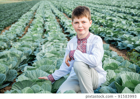 Soft selective focus of a guy in an embroidered shirt on a field of cabbage, green vegetables. Agriculture, agro-industry. A child touches a cabbage leaf. Grows food. Ripe harvest. 91583993