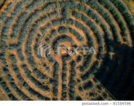 Bride and groom are holding hands, standing on a lavender maze field. Croatia. View from above Bride and groom are holding hands, standing on a lavender maze field. Croatia. View from above 91584596