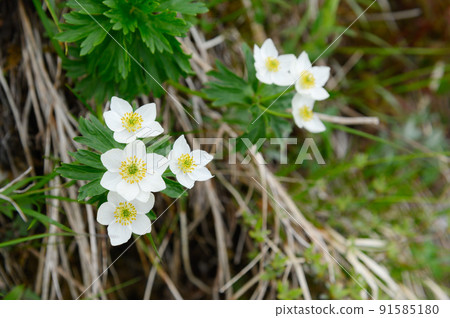 Hakusanichige blooming near the summit of Mt. Tanigawa 91585180