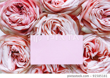 Texture of pink rose buds tightly folded background with pink paper card. Florist template Texture of pink rose buds tightly folded background with pink paper card. Florist template 91585181