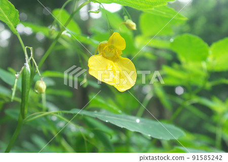 Touch-me-not：香脂科花[綠色背景] 91585242
