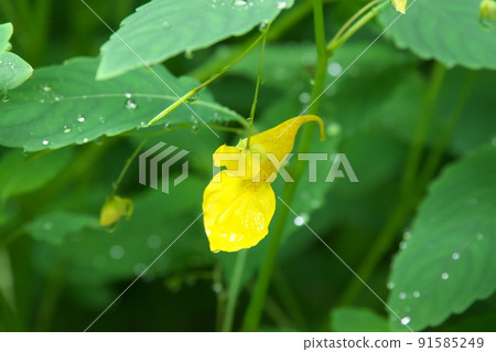 Touch-me-not：香脂科花[綠色背景] 91585249